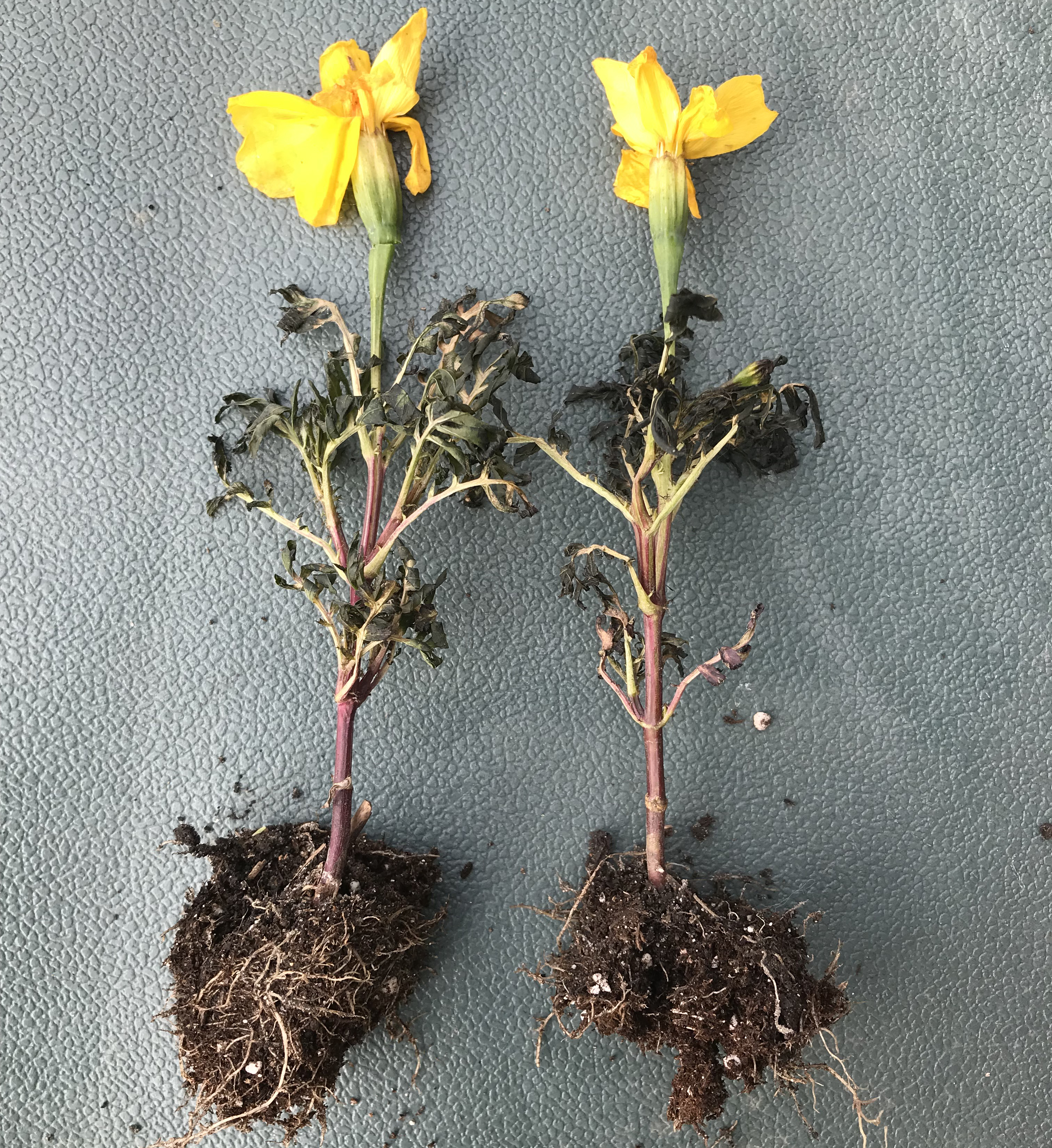 Blackened foliage of marigold